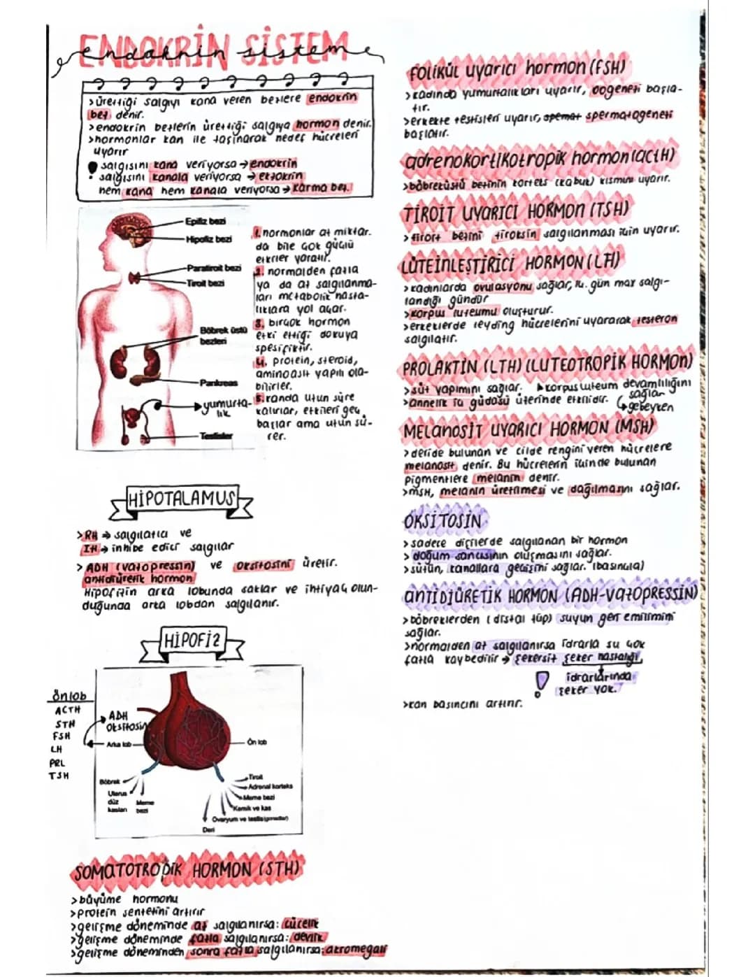11. Sınıf Biyoloji: Endokrin Sistem ve Hormonları