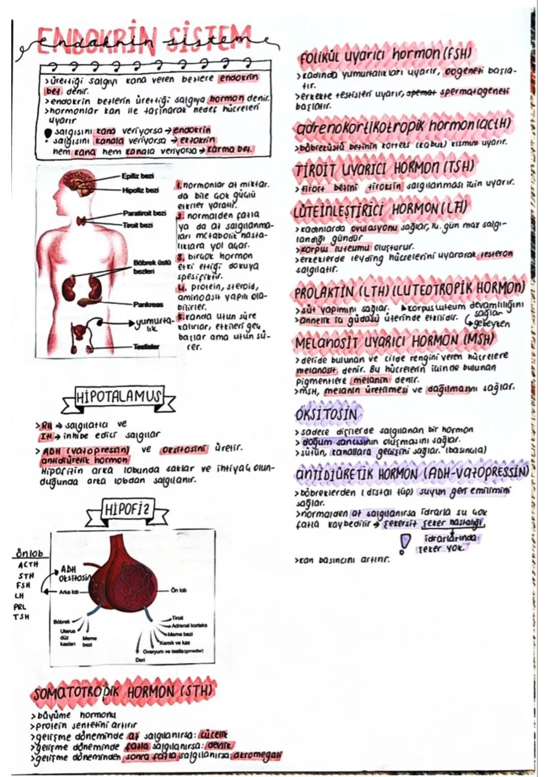 Endakrin sistem
Sürettiği salgıyı kana veren beslere endokrin
bet denir.
>endokrin betlerin ürettiği salgiya hormon denir.
>hormonlar kan il