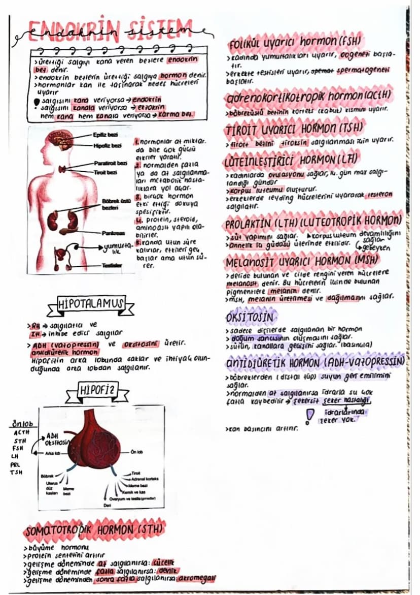 Endakrin sistem
Sürettiği salgıyı kana veren beslere endokrin
bet denir.
>endokrin betlerin ürettiği salgiya hormon denir.
>hormonlar kan il