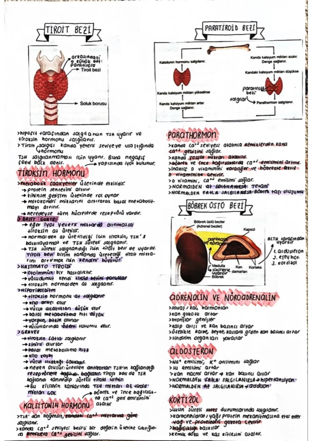 Endakrin sistem
Sürettiği salgıyı kana veren beslere endokrin
bet denir.
>endokrin betlerin ürettiği salgiya hormon denir.
>hormonlar kan il