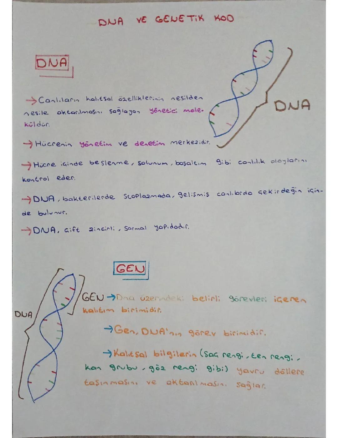 DNA VE GENETİK KOD
