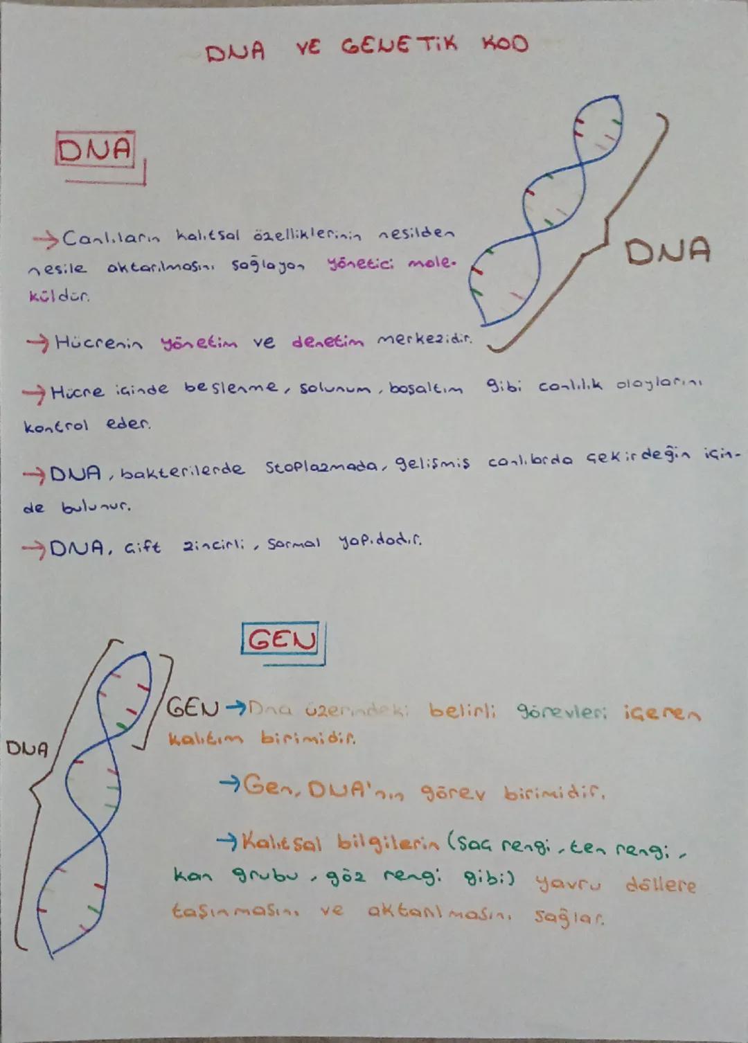 DNA
DNA VE GENETIK KOO
Canlıları kalıtsal özelliklerinin nesilden
nesile aktarılmasını sağlayan yönetici mole.
külden
Hücrenin yönetim ve de
