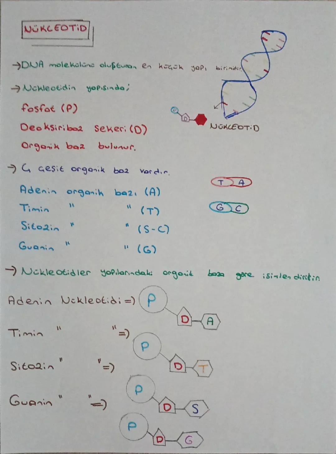 DNA
DNA VE GENETIK KOO
Canlıları kalıtsal özelliklerinin nesilden
nesile aktarılmasını sağlayan yönetici mole.
külden
Hücrenin yönetim ve de