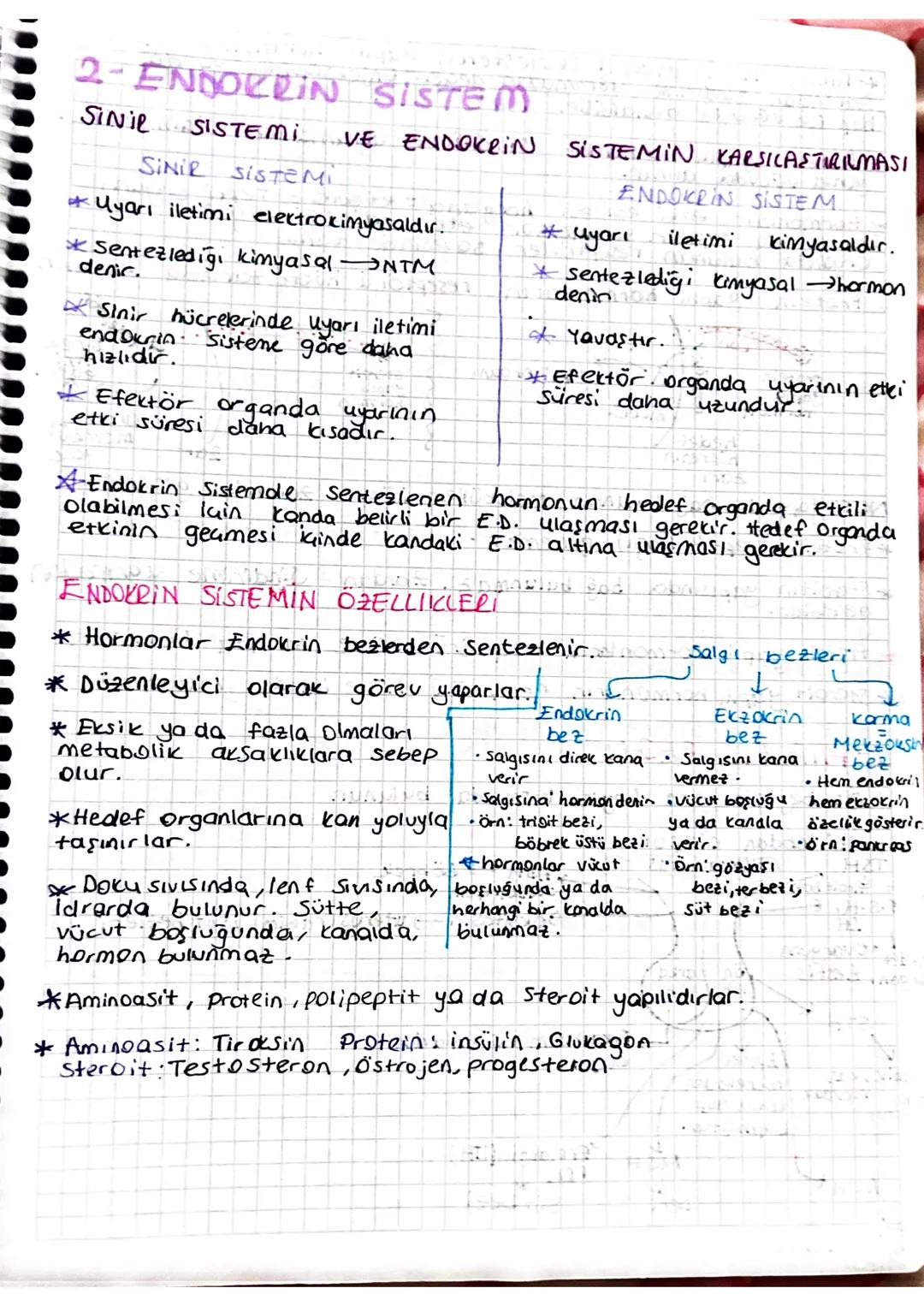 2- ENDOKRIN SISTEM
SiNie SISTEMI VE ENDOKRIN SISTEMIN KARŞILAŞTIRILMASI
SINIR SISTEMI
* Uyarı iletimi elektrokimyasaldır.
* Sentezlediği kim