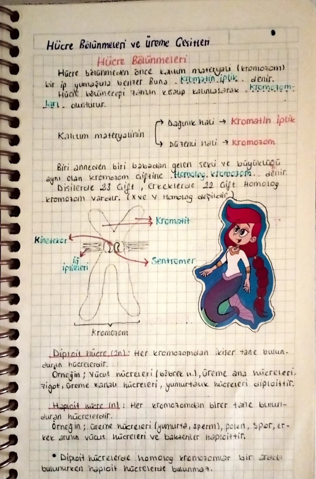 Hücre Bölünmeleri ve üreme Gesitteri.
Hücre Bölünmeleri
Hücre bölünmeden önce kaitun materyali (kromozom)
bir ip yumaşina benzer Buna Kromat