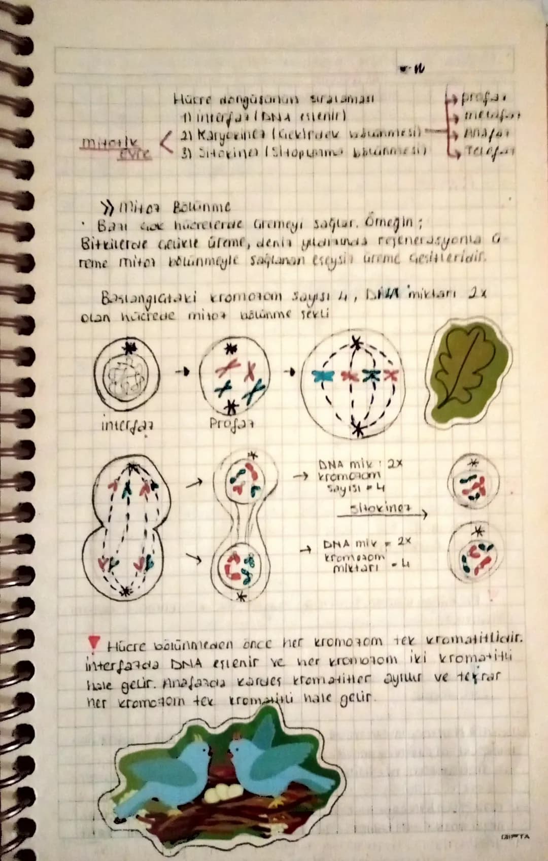 Hücre Bölünmeleri ve üreme Gesitteri.
Hücre Bölünmeleri
Hücre bölünmeden önce kaitun materyali (kromozom)
bir ip yumaşina benzer Buna Kromat