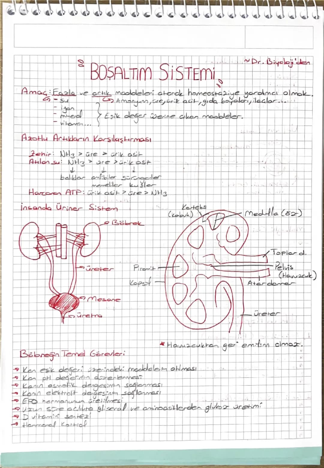 # BOŞALTIM SİSTEMİ 

*Dr. Biyoloji'den

Amacı: Fazla ve artık maddeleri atarak homeostaziye yardımcı olmak.
- su
- iyon
- üre
- mineral
- vi