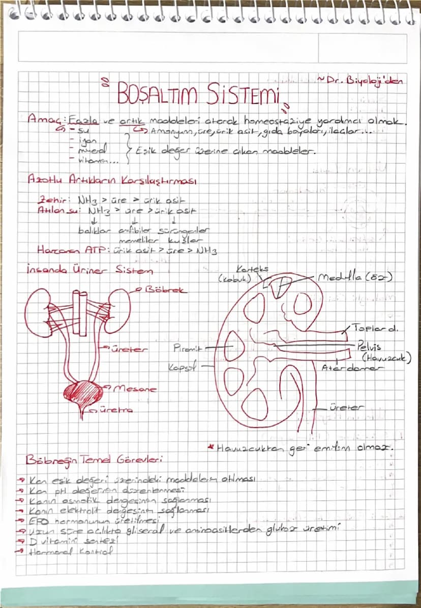 # BOŞALTIM SİSTEMİ 

*Dr. Biyoloji'den

Amacı: Fazla ve artık maddeleri atarak homeostaziye yardımcı olmak.
- su
- iyon
- üre
- mineral
- vi