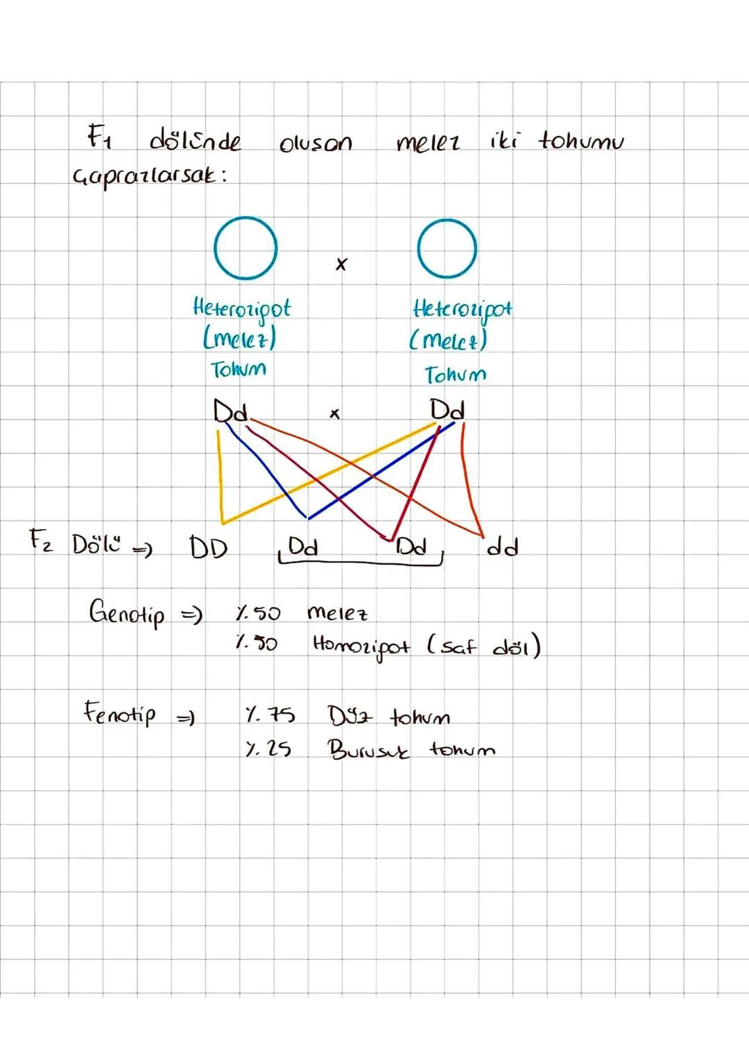 Alıştırmalar
1) Homozigot uzun boylu bezelye tohumu ile
kısa
boylu bezelye tohumu Caprarlanıyor
Olusan bezelyelerin fenotip - genotip
oranla