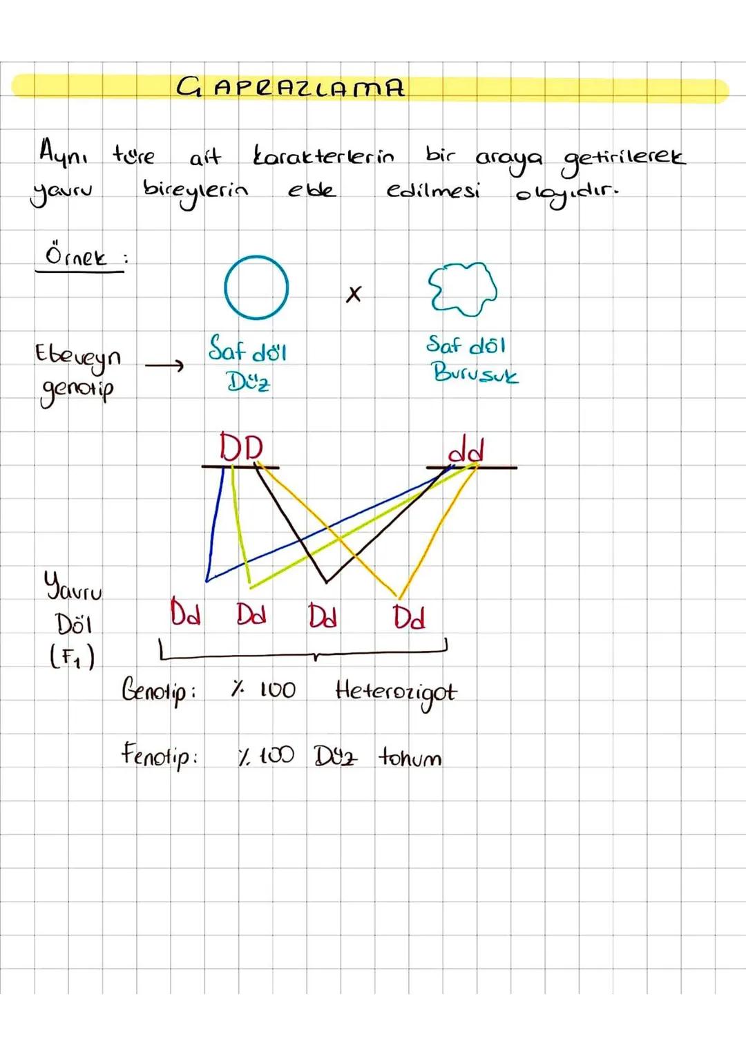 Alıştırmalar
1) Homozigot uzun boylu bezelye tohumu ile
kısa
boylu bezelye tohumu Caprarlanıyor
Olusan bezelyelerin fenotip - genotip
oranla