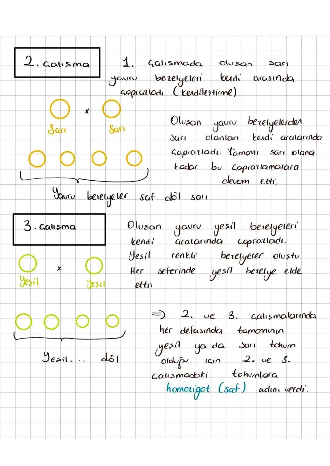 Alıştırmalar
1) Homozigot uzun boylu bezelye tohumu ile
kısa
boylu bezelye tohumu Caprarlanıyor
Olusan bezelyelerin fenotip - genotip
oranla