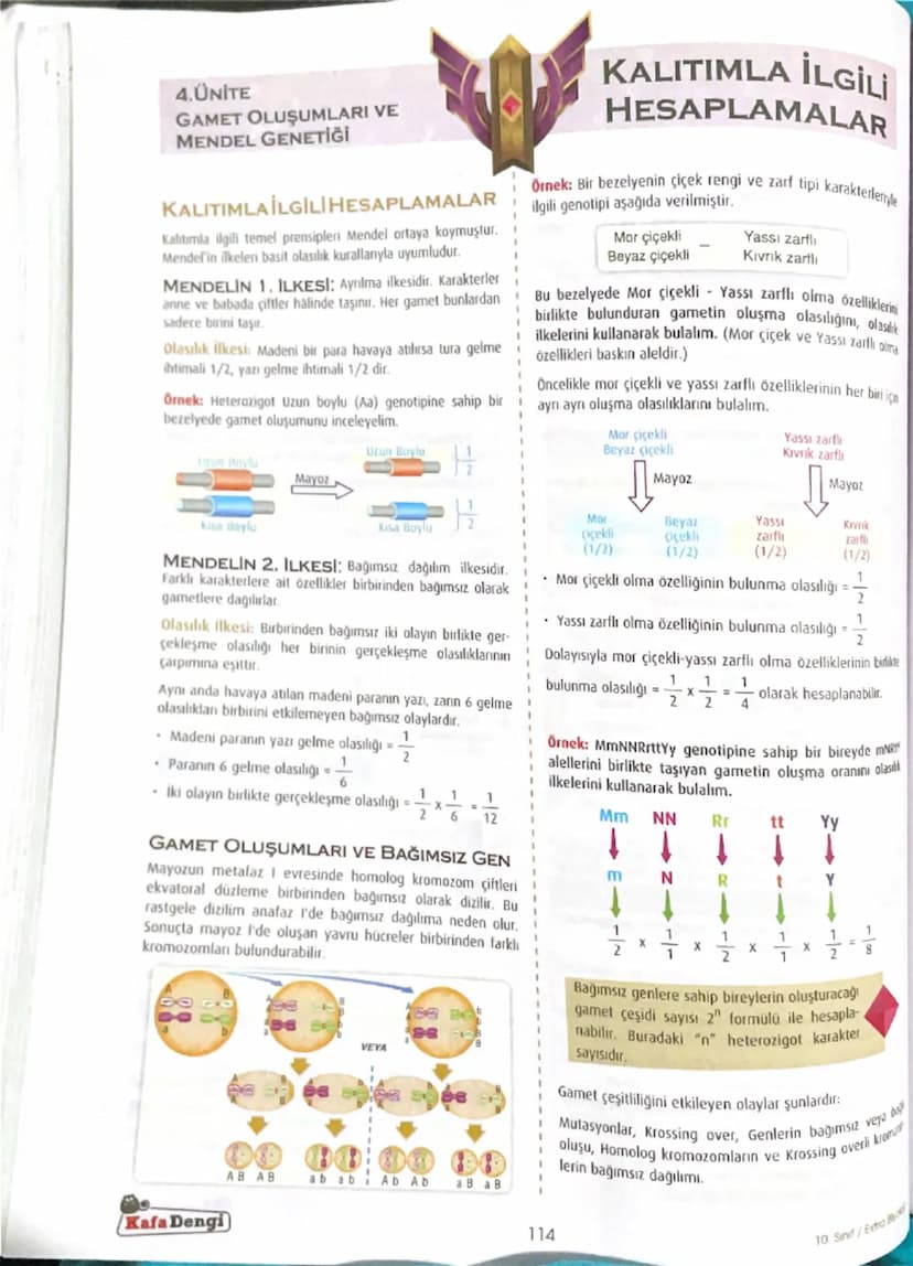 4.ÜNİTE
GAMET OLUŞUMLARI VE
MENDEL GENETİĞİ
Türe özgü karakterlerin yavrulara aktarılmasına kalıtım, bunu
incelleyen bilime de genetik denir