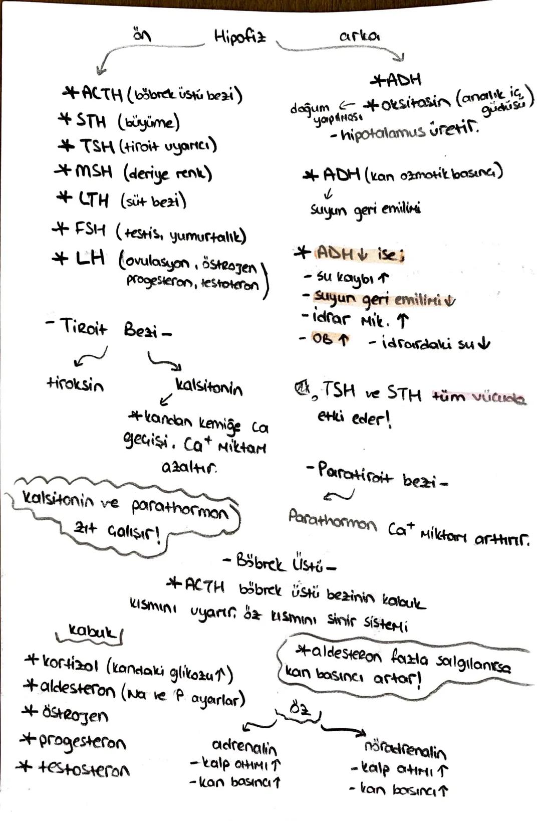 ön
Hipofiz
arka
ACTH (böbrek üstú bezi)
*STH (büyüme)
* TSH (tiroit uyanıcı)
*MSH (deriye renk)
*LTH (süt bezi)
+ FSH (testis, yumurtalık)
L