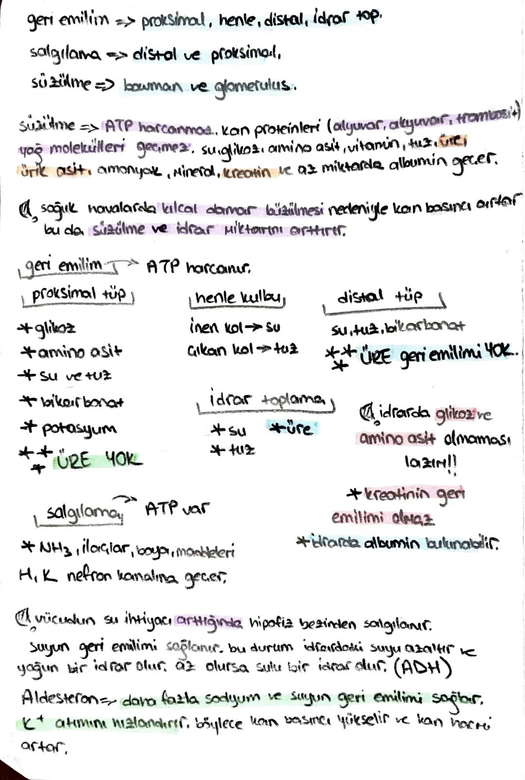 ön
Hipofiz
arka
ACTH (böbrek üstú bezi)
*STH (büyüme)
* TSH (tiroit uyanıcı)
*MSH (deriye renk)
*LTH (süt bezi)
+ FSH (testis, yumurtalık)
L