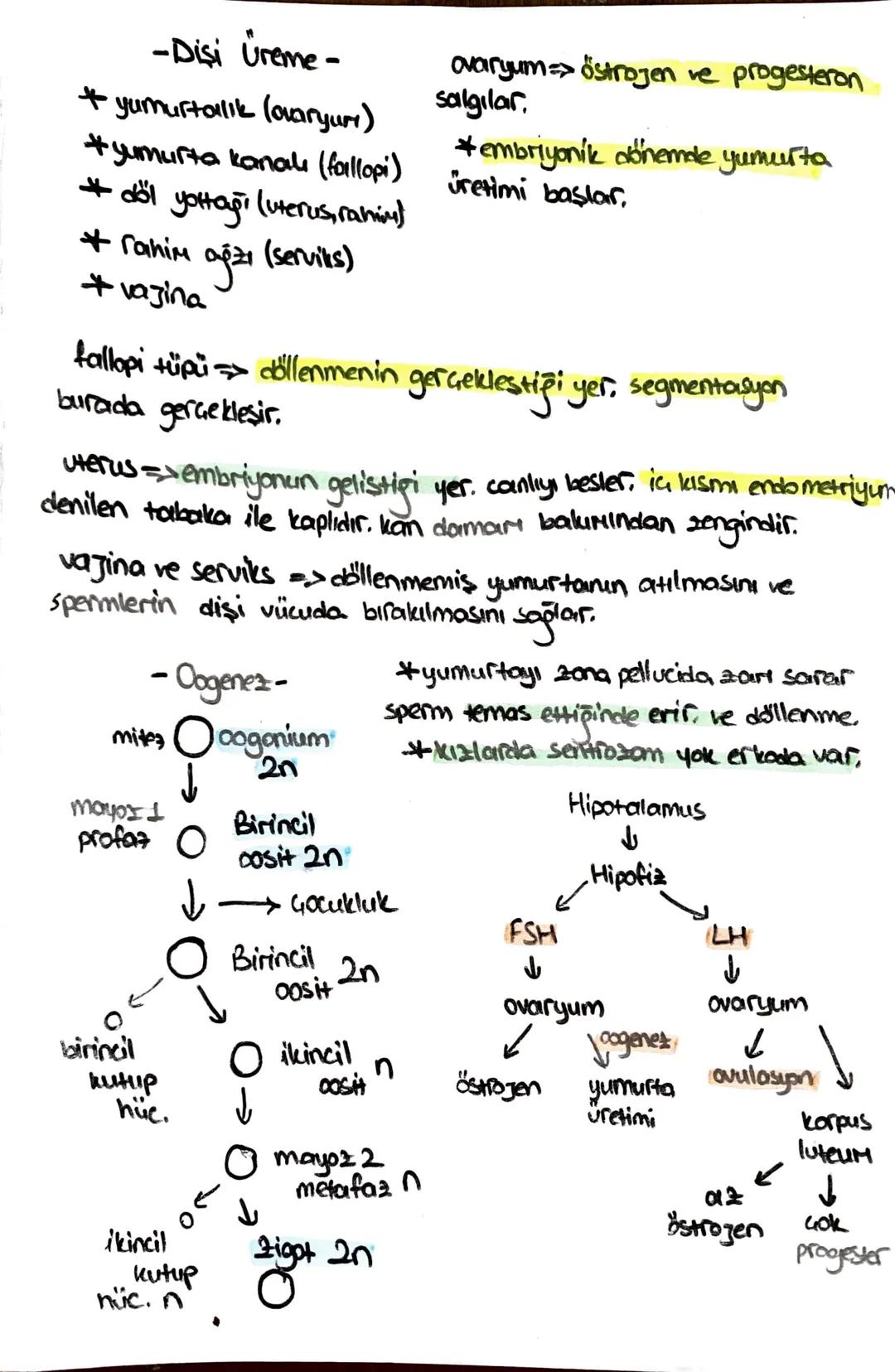 ön
Hipofiz
arka
ACTH (böbrek üstú bezi)
*STH (büyüme)
* TSH (tiroit uyanıcı)
*MSH (deriye renk)
*LTH (süt bezi)
+ FSH (testis, yumurtalık)
L