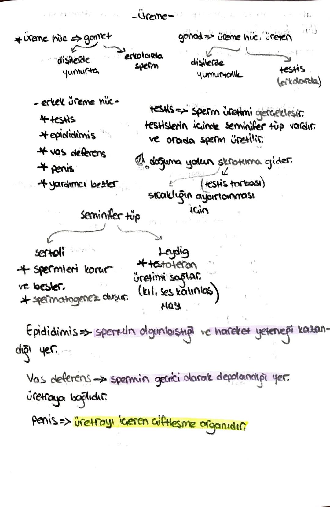 ön
Hipofiz
arka
ACTH (böbrek üstú bezi)
*STH (büyüme)
* TSH (tiroit uyanıcı)
*MSH (deriye renk)
*LTH (süt bezi)
+ FSH (testis, yumurtalık)
L