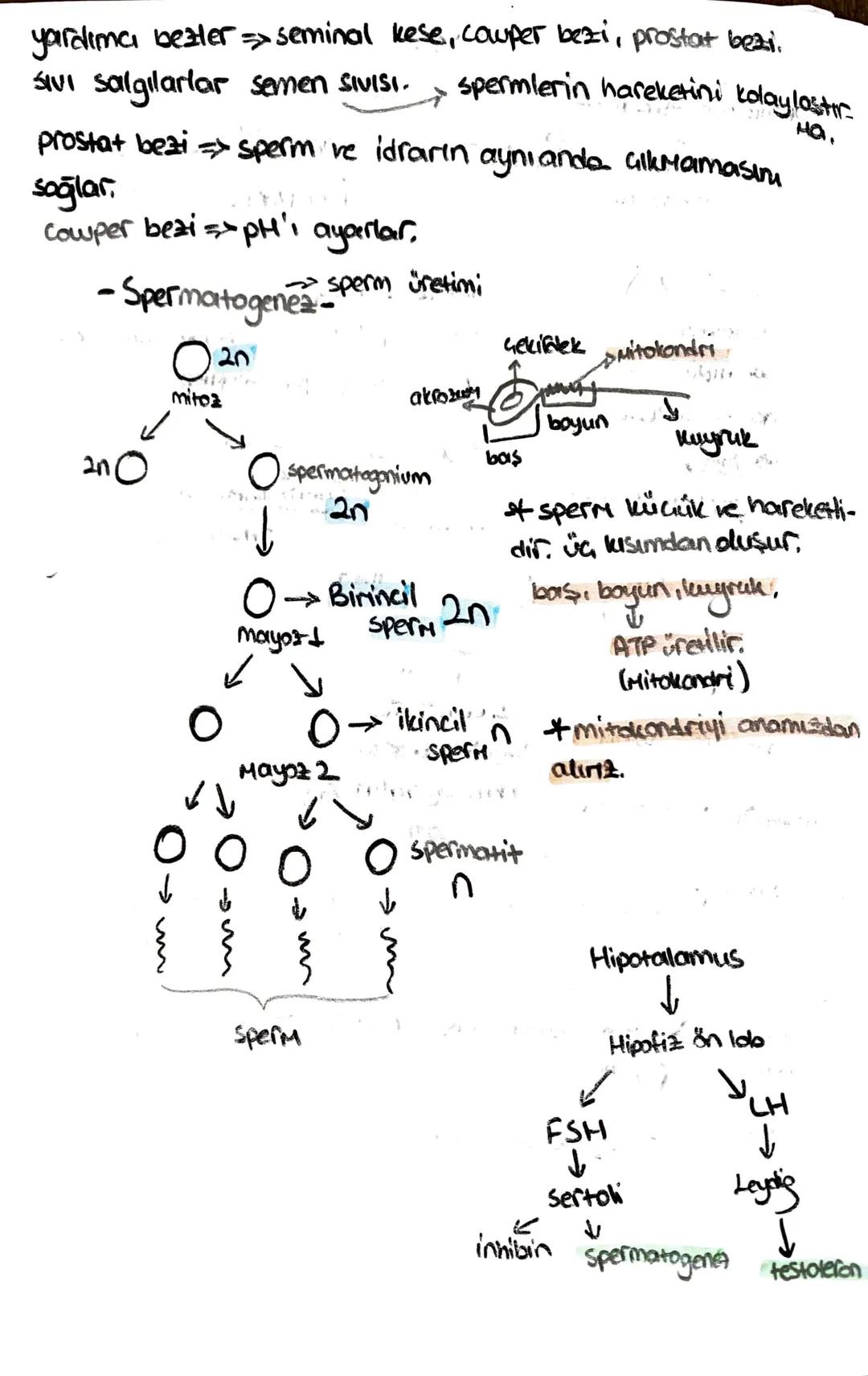 ön
Hipofiz
arka
ACTH (böbrek üstú bezi)
*STH (büyüme)
* TSH (tiroit uyanıcı)
*MSH (deriye renk)
*LTH (süt bezi)
+ FSH (testis, yumurtalık)
L