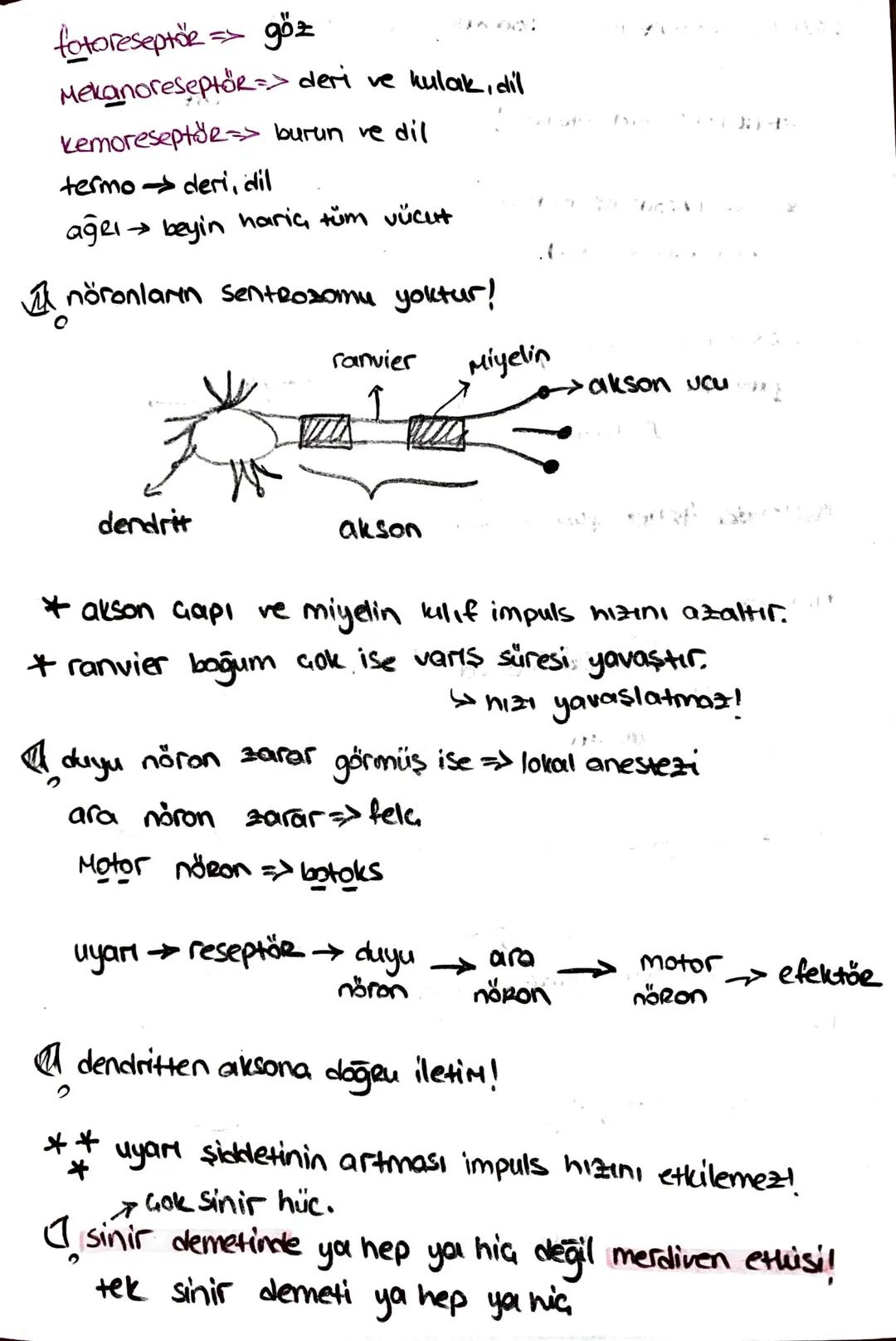 ön
Hipofiz
arka
ACTH (böbrek üstú bezi)
*STH (büyüme)
* TSH (tiroit uyanıcı)
*MSH (deriye renk)
*LTH (süt bezi)
+ FSH (testis, yumurtalık)
L