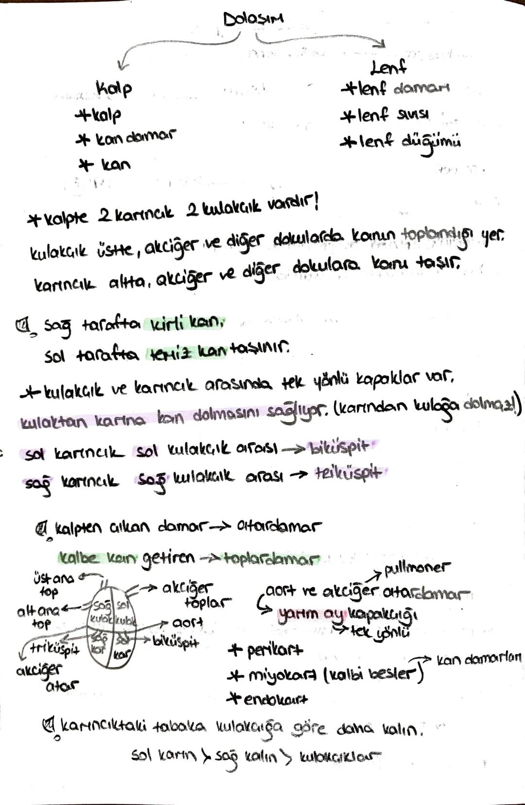 ön
Hipofiz
arka
ACTH (böbrek üstú bezi)
*STH (büyüme)
* TSH (tiroit uyanıcı)
*MSH (deriye renk)
*LTH (süt bezi)
+ FSH (testis, yumurtalık)
L