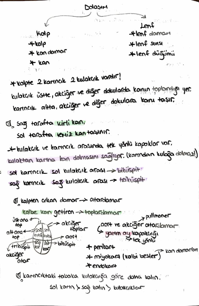 ön
Hipofiz
arka
ACTH (böbrek üstú bezi)
*STH (büyüme)
* TSH (tiroit uyanıcı)
*MSH (deriye renk)
*LTH (süt bezi)
+ FSH (testis, yumurtalık)
L