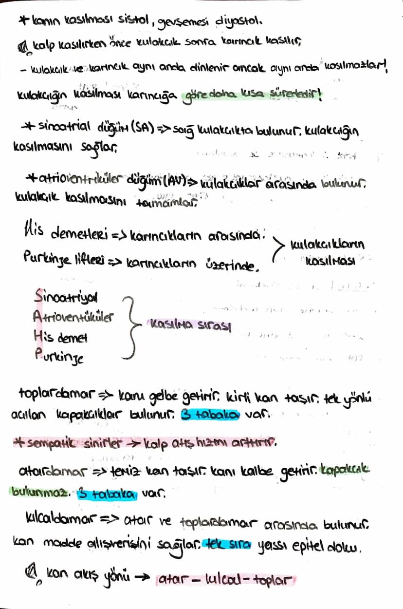 ön
Hipofiz
arka
ACTH (böbrek üstú bezi)
*STH (büyüme)
* TSH (tiroit uyanıcı)
*MSH (deriye renk)
*LTH (süt bezi)
+ FSH (testis, yumurtalık)
L