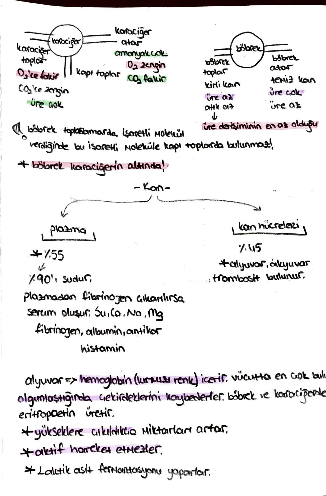 ön
Hipofiz
arka
ACTH (böbrek üstú bezi)
*STH (büyüme)
* TSH (tiroit uyanıcı)
*MSH (deriye renk)
*LTH (süt bezi)
+ FSH (testis, yumurtalık)
L