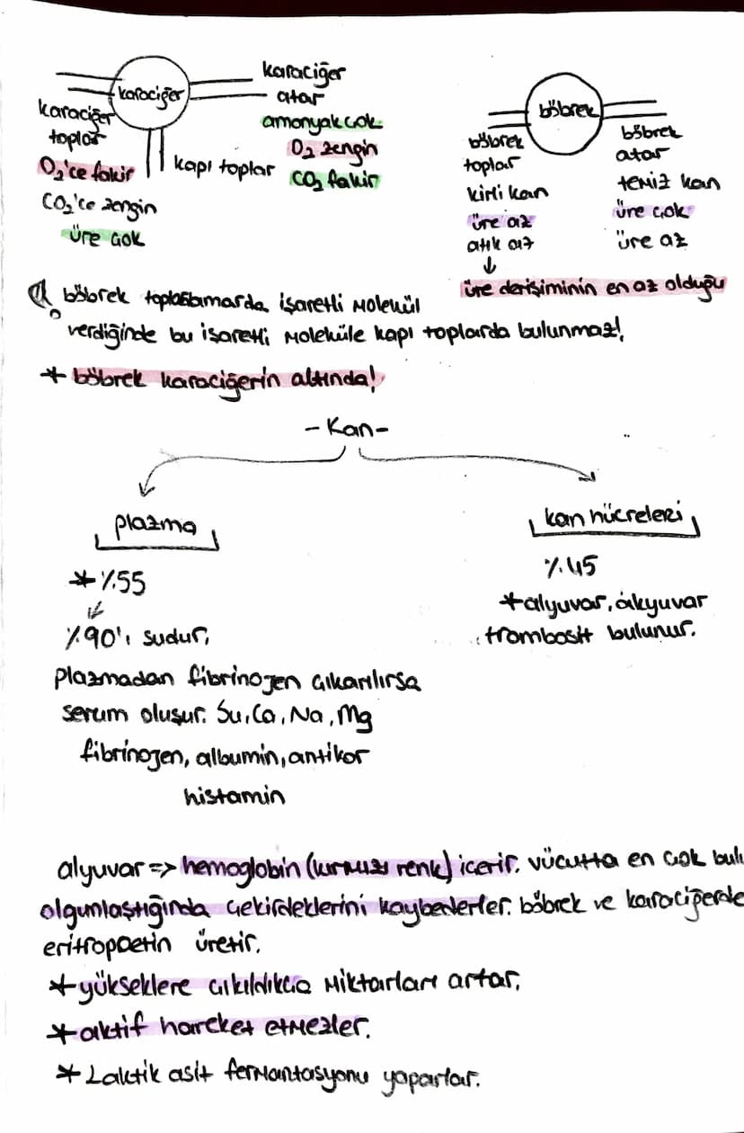ön
Hipofiz
arka
ACTH (böbrek üstú bezi)
*STH (büyüme)
* TSH (tiroit uyanıcı)
*MSH (deriye renk)
*LTH (süt bezi)
+ FSH (testis, yumurtalık)
L