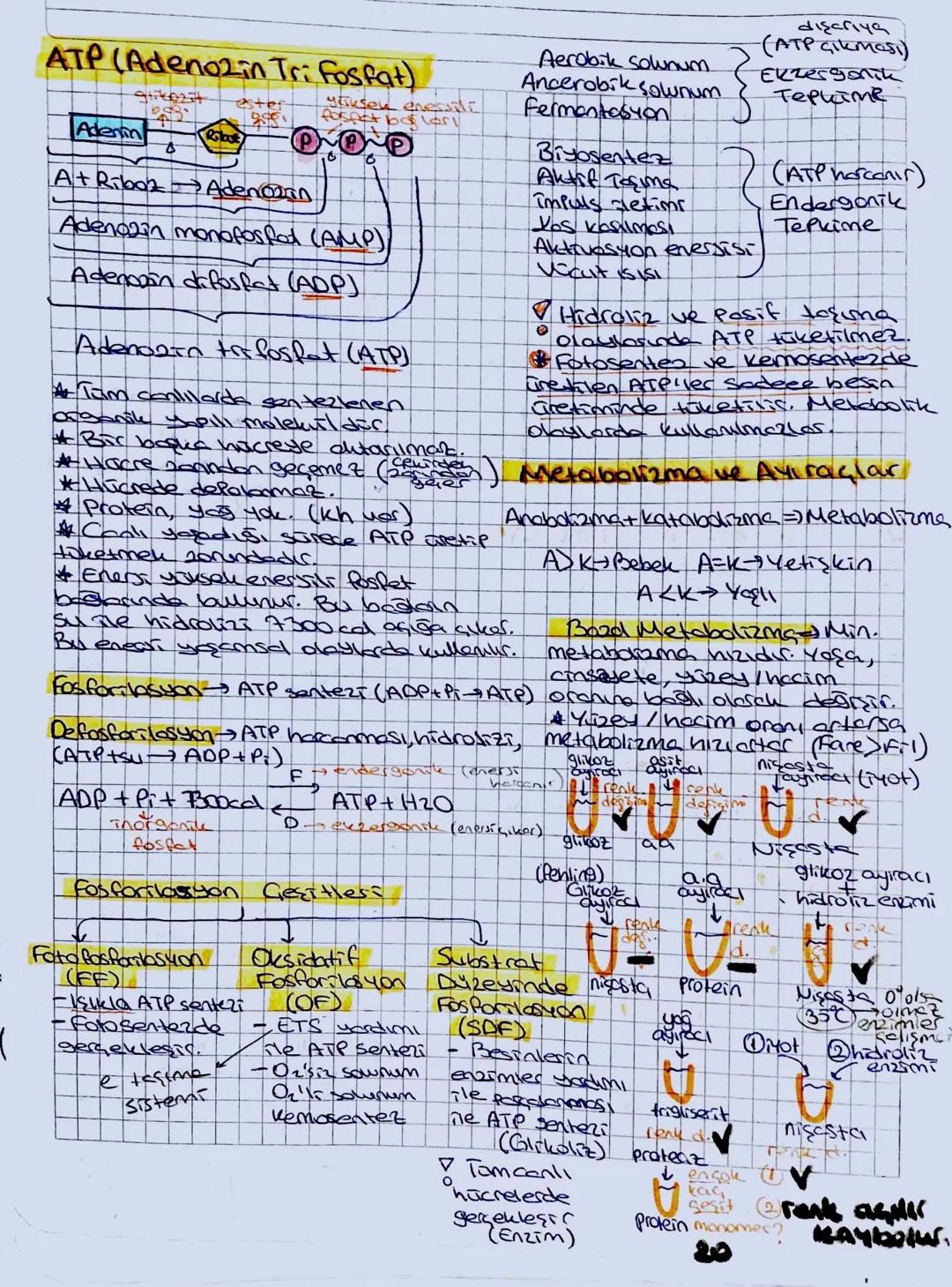 J
ENZIMLER
Basit Enzim
Sadece
Protein
bulunur.
Protein
Bileşik Enzim
# Hem protein
nem yordurici
kısım burnus.
②PH
Tepkime hIRI
: Her enzimi