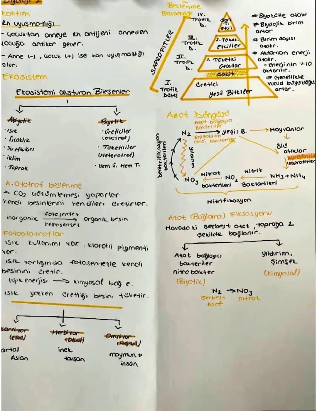 9. ve 10. Sınıf Biyoloji Notları - Konular, Döngüler ve Ekosistem
