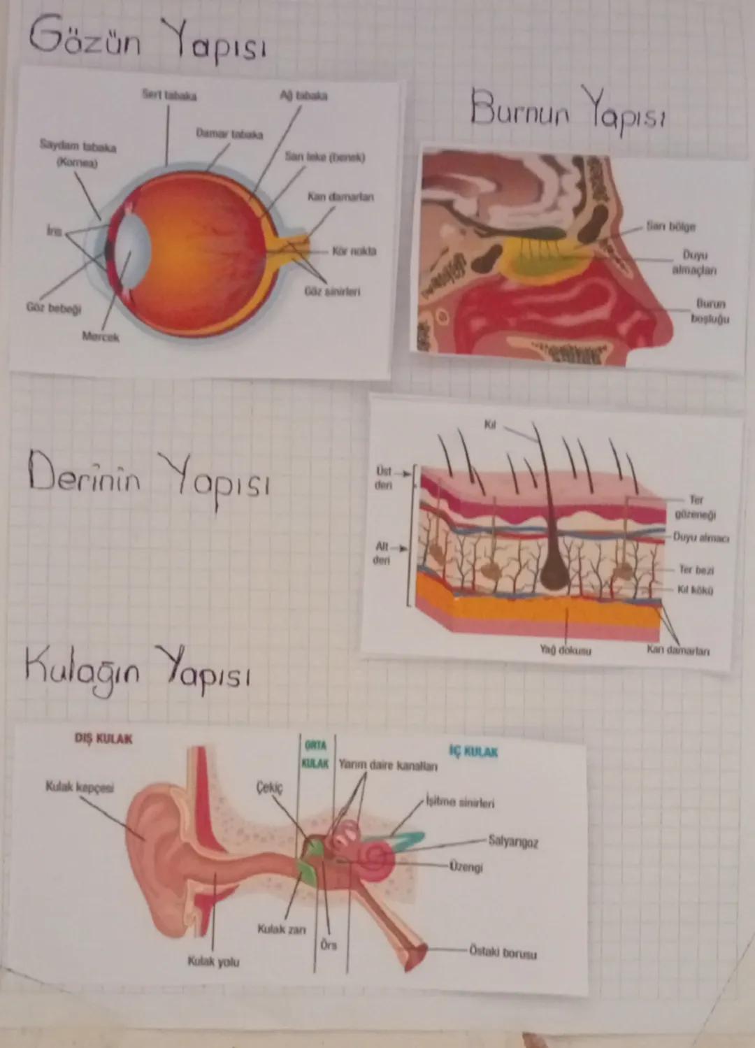Duyu Organları ve Görevleri