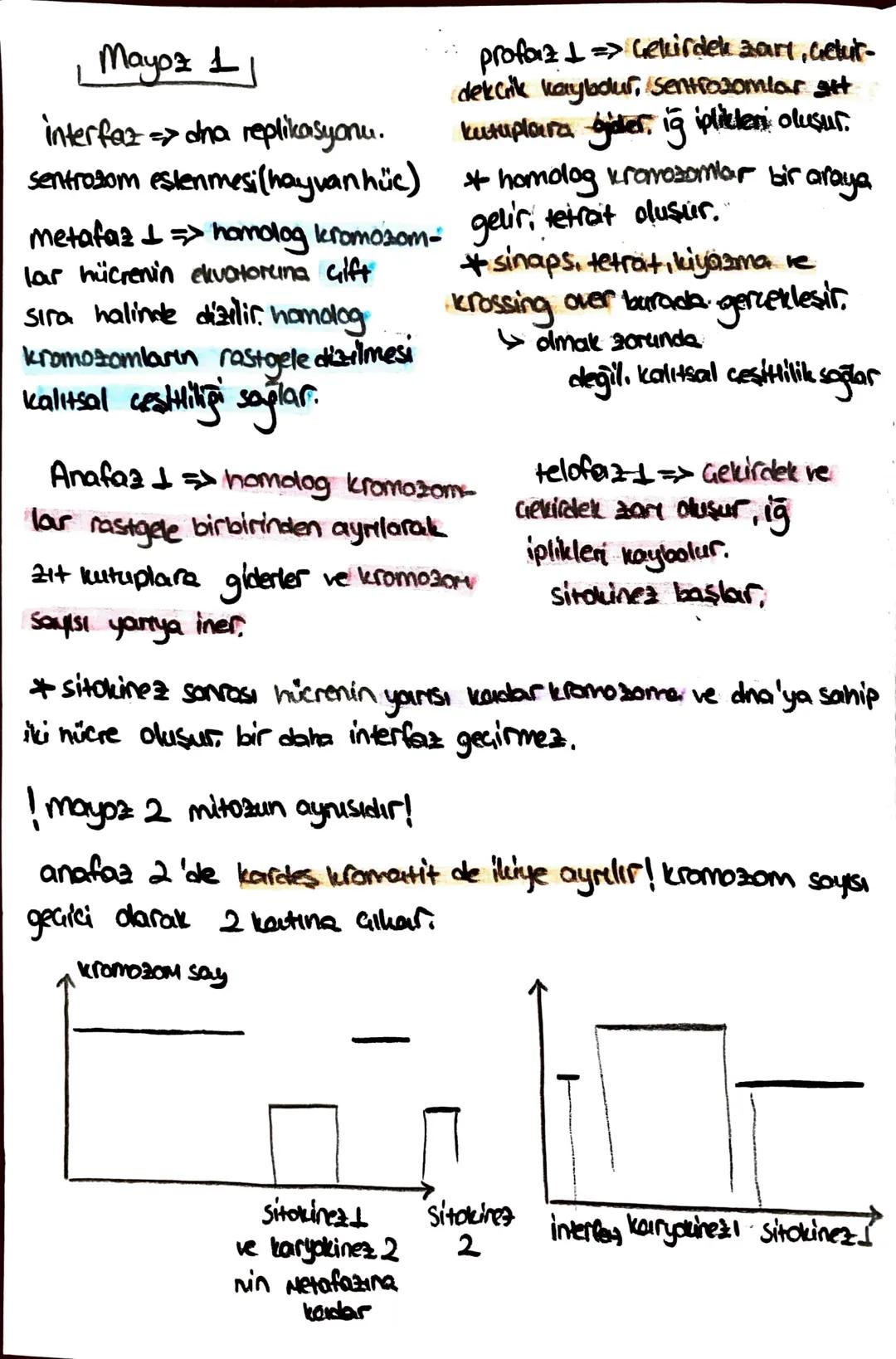 Süngerler
* hayvanlar aleminin en
basit grubudur.
+ organ sistemleri yoktur,
hermafrodittir.
* eşeyli - eseysiz ürerler.
* aktif har. edemez