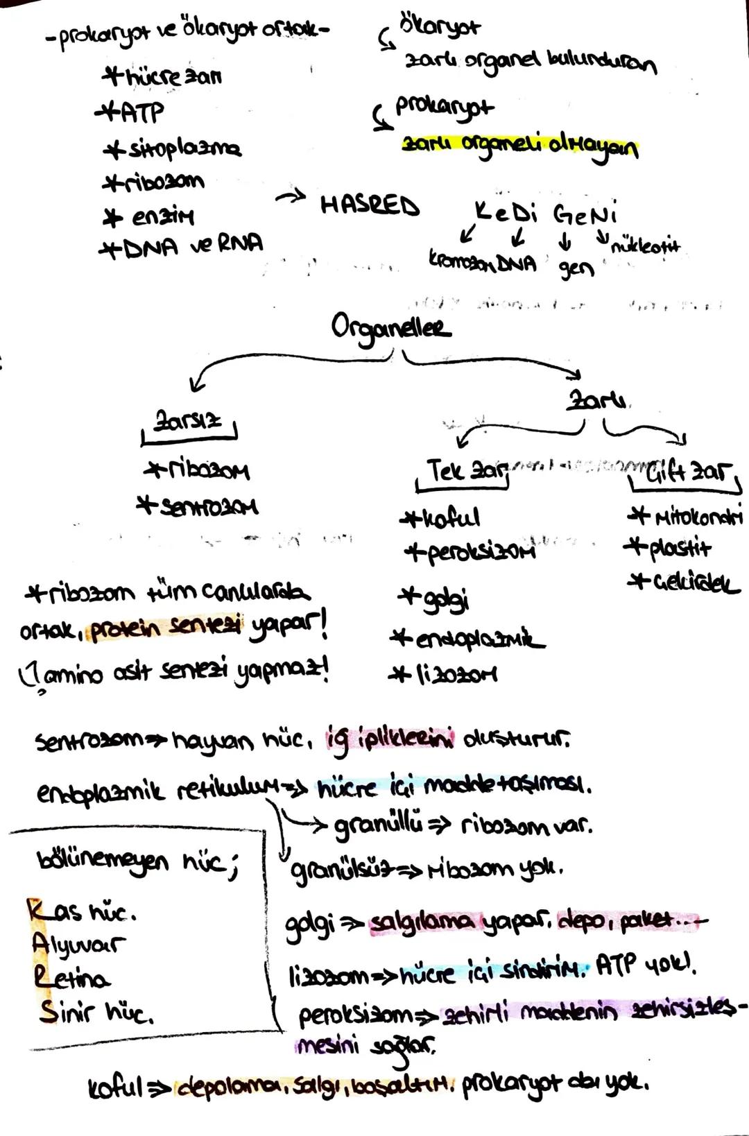 Süngerler
* hayvanlar aleminin en
basit grubudur.
+ organ sistemleri yoktur,
hermafrodittir.
* eşeyli - eseysiz ürerler.
* aktif har. edemez