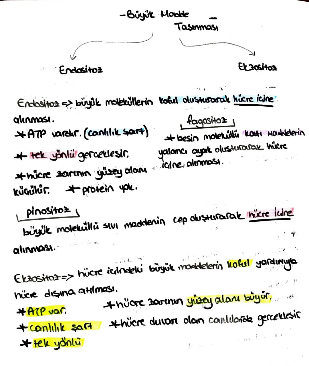 Süngerler
* hayvanlar aleminin en
basit grubudur.
+ organ sistemleri yoktur,
hermafrodittir.
* eşeyli - eseysiz ürerler.
* aktif har. edemez