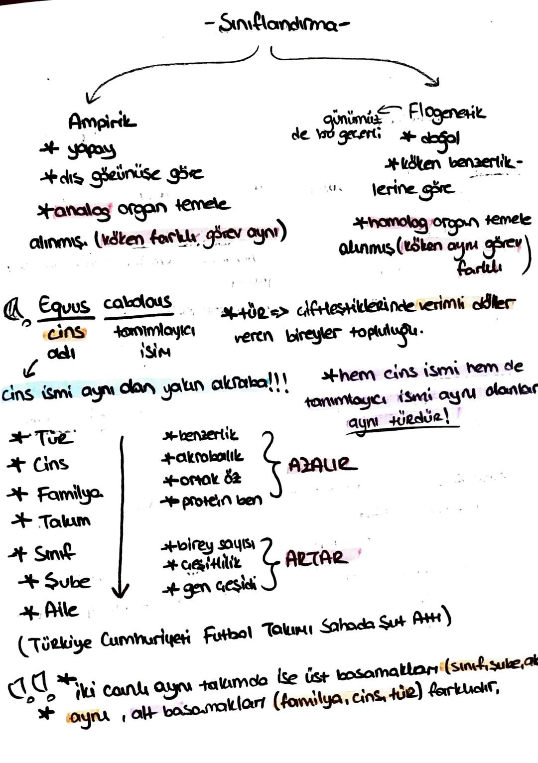 Süngerler
* hayvanlar aleminin en
basit grubudur.
+ organ sistemleri yoktur,
hermafrodittir.
* eşeyli - eseysiz ürerler.
* aktif har. edemez