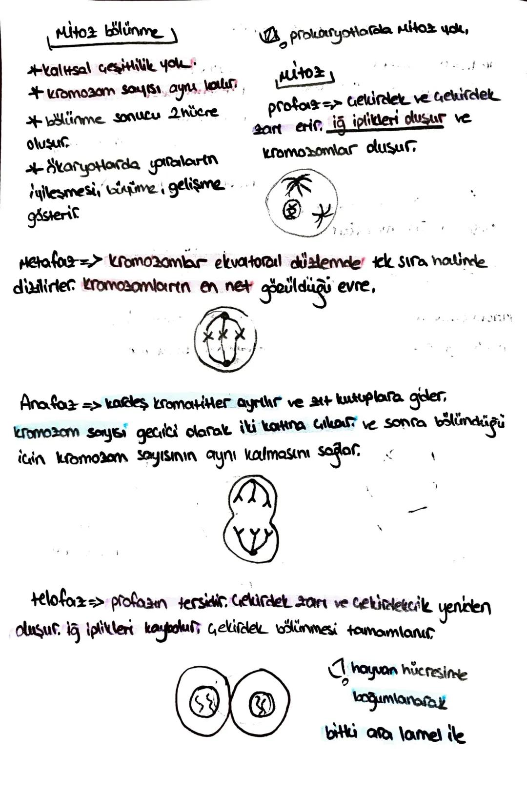 Süngerler
* hayvanlar aleminin en
basit grubudur.
+ organ sistemleri yoktur,
hermafrodittir.
* eşeyli - eseysiz ürerler.
* aktif har. edemez