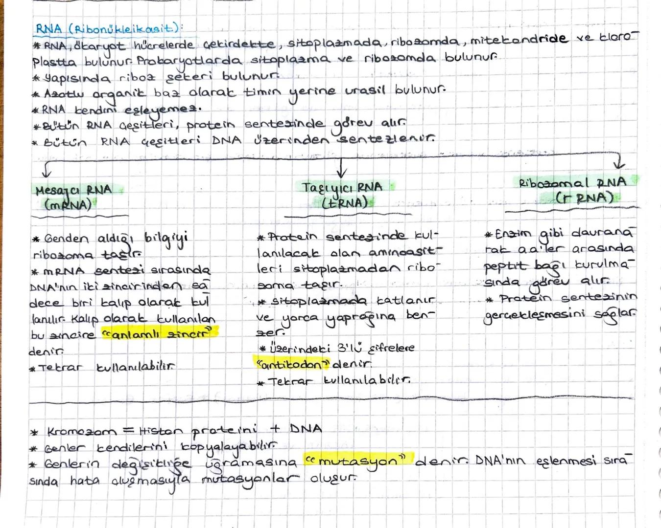RNA (Ribonukleikasit):
* RNA, őkaryot hücrelerde çekirdekte, sitoplazmada, ribosomda, mitekondride ve kloro-
Plastta bulunur. Prokaryotlarda