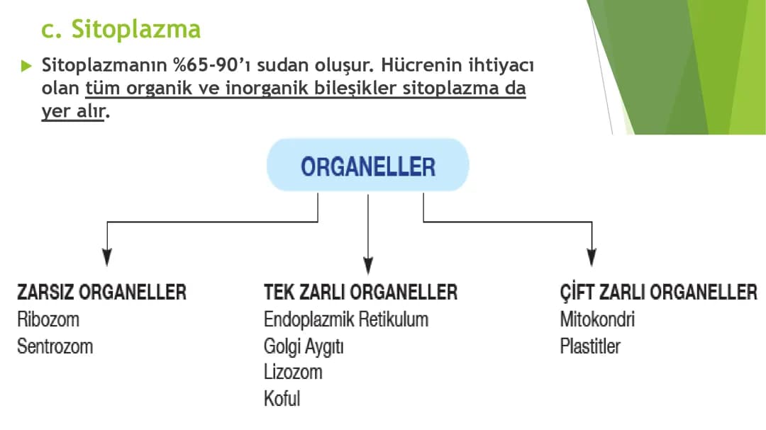 9. SINIF ORGANELLER