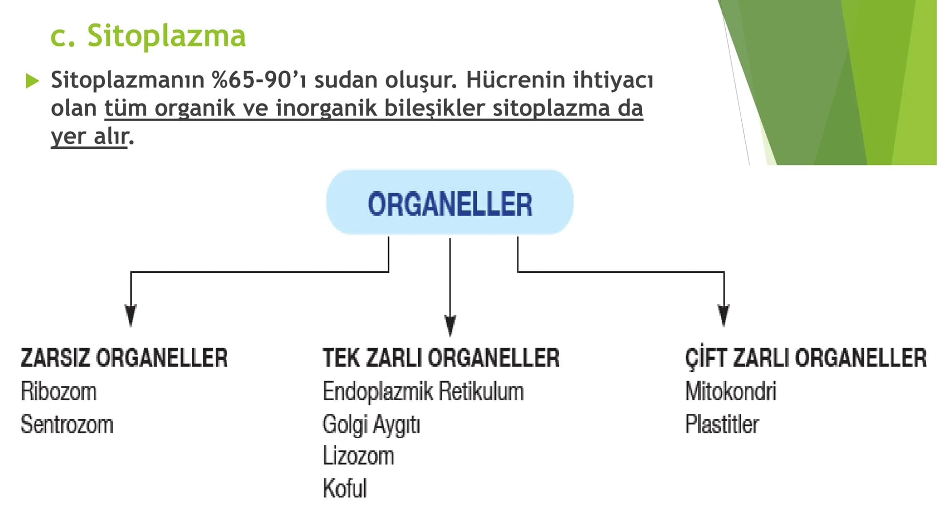 c. Sitoplazma
Sitoplazmanın %65-90'ı sudan oluşur. Hücrenin ihtiyacı
olan tüm organik ve inorganik bileşikler sitoplazma da
yer alır.
ZARSIZ