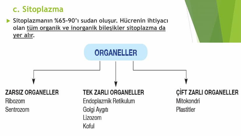 c. Sitoplazma
Sitoplazmanın %65-90'ı sudan oluşur. Hücrenin ihtiyacı
olan tüm organik ve inorganik bileşikler sitoplazma da
yer alır.
ZARSIZ