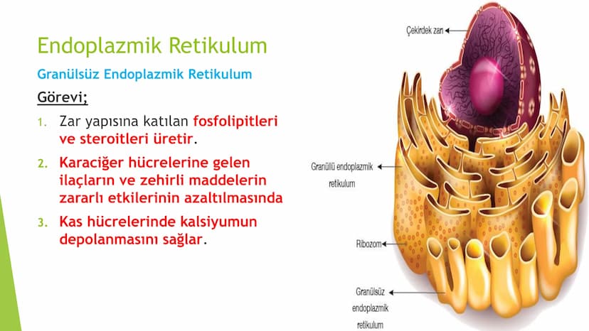 c. Sitoplazma
Sitoplazmanın %65-90'ı sudan oluşur. Hücrenin ihtiyacı
olan tüm organik ve inorganik bileşikler sitoplazma da
yer alır.
ZARSIZ