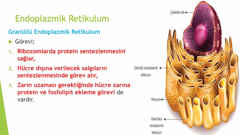 c. Sitoplazma
Sitoplazmanın %65-90'ı sudan oluşur. Hücrenin ihtiyacı
olan tüm organik ve inorganik bileşikler sitoplazma da
yer alır.
ZARSIZ