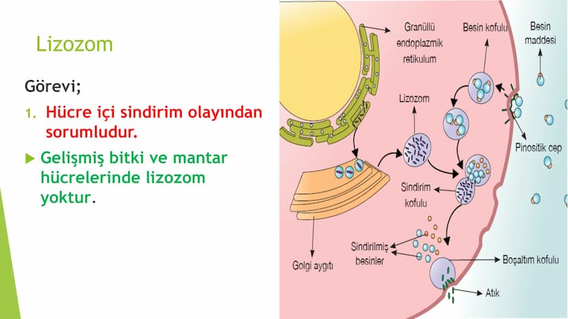 c. Sitoplazma
Sitoplazmanın %65-90'ı sudan oluşur. Hücrenin ihtiyacı
olan tüm organik ve inorganik bileşikler sitoplazma da
yer alır.
ZARSIZ