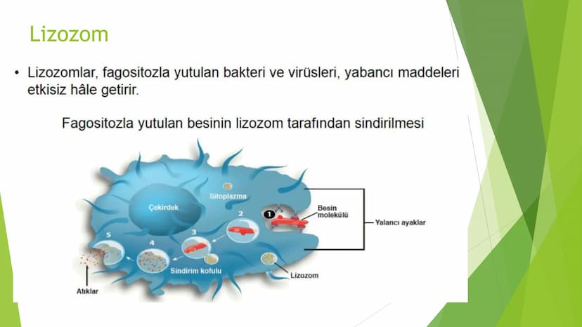c. Sitoplazma
Sitoplazmanın %65-90'ı sudan oluşur. Hücrenin ihtiyacı
olan tüm organik ve inorganik bileşikler sitoplazma da
yer alır.
ZARSIZ