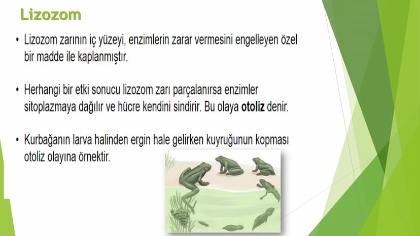 c. Sitoplazma
Sitoplazmanın %65-90'ı sudan oluşur. Hücrenin ihtiyacı
olan tüm organik ve inorganik bileşikler sitoplazma da
yer alır.
ZARSIZ