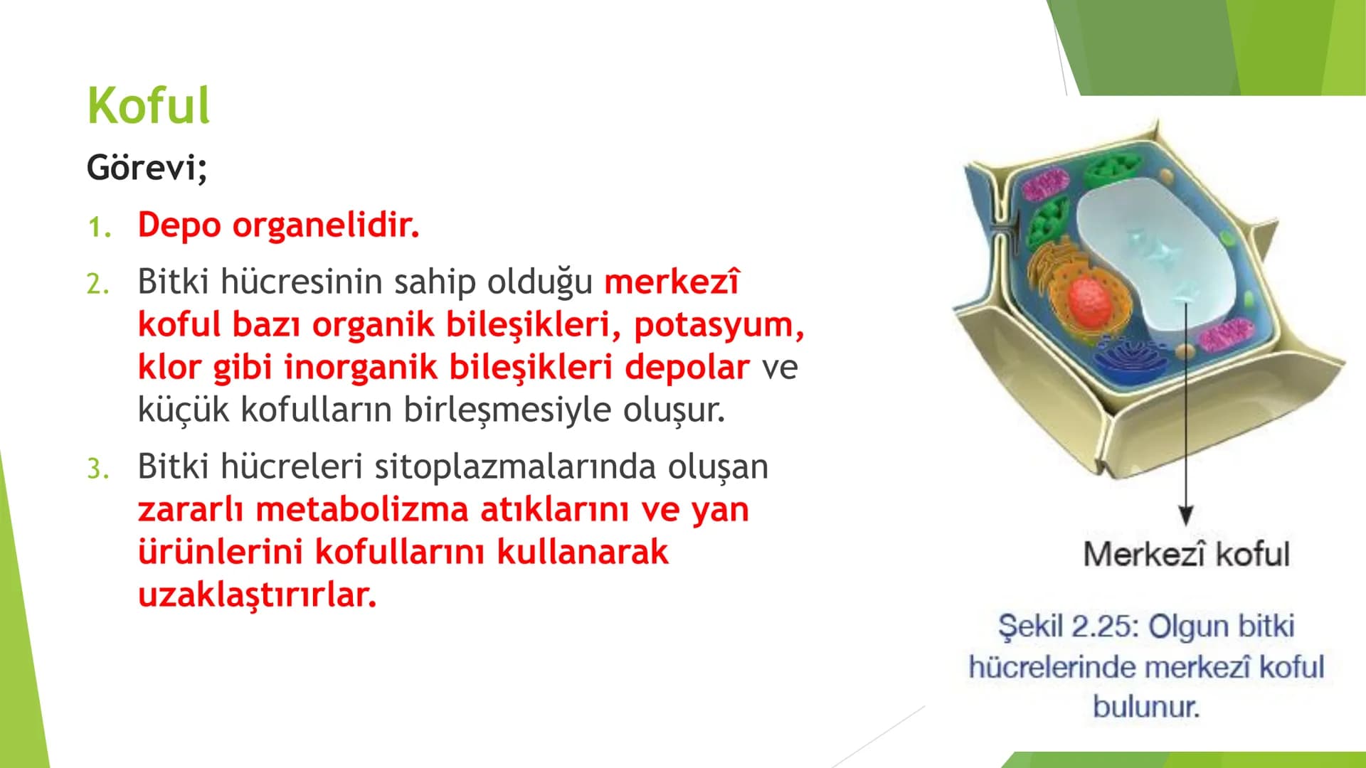 c. Sitoplazma
Sitoplazmanın %65-90'ı sudan oluşur. Hücrenin ihtiyacı
olan tüm organik ve inorganik bileşikler sitoplazma da
yer alır.
ZARSIZ