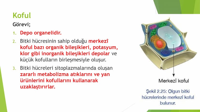 c. Sitoplazma
Sitoplazmanın %65-90'ı sudan oluşur. Hücrenin ihtiyacı
olan tüm organik ve inorganik bileşikler sitoplazma da
yer alır.
ZARSIZ