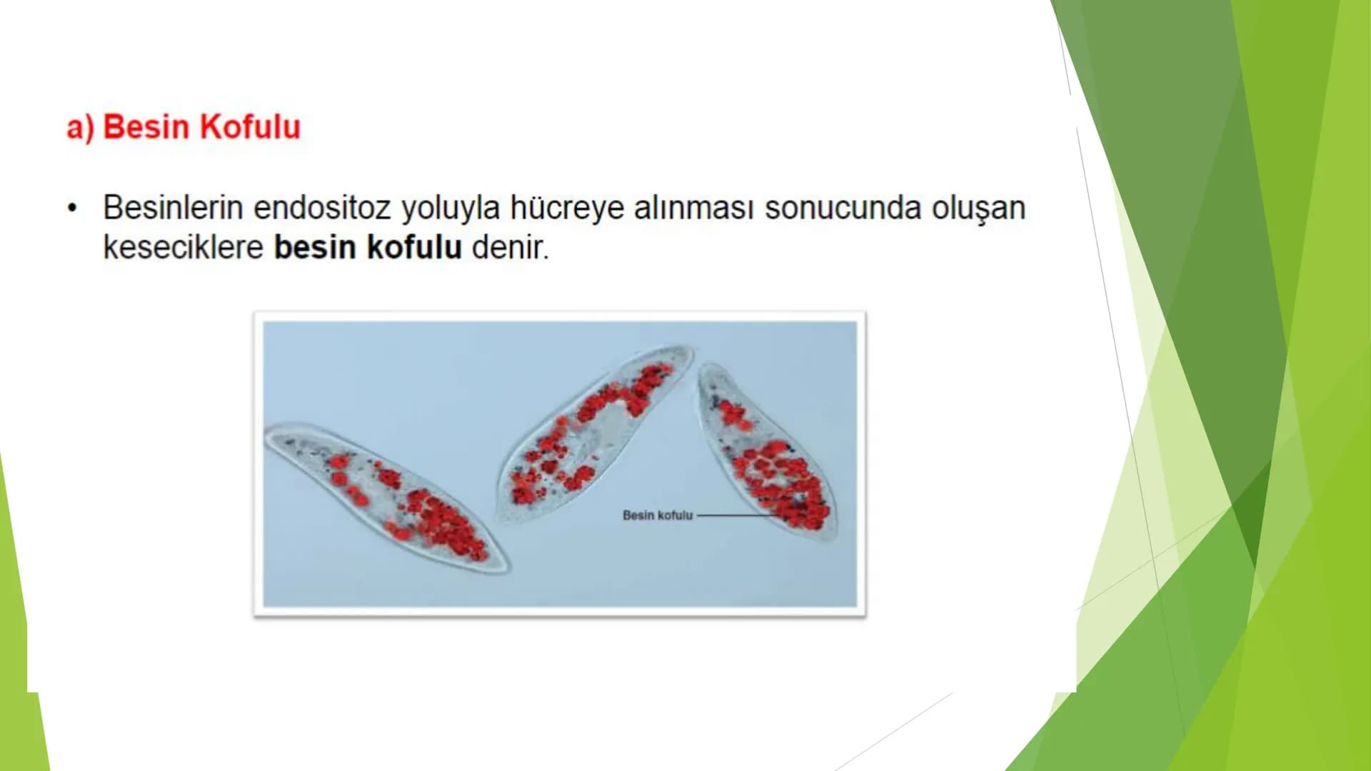 c. Sitoplazma
Sitoplazmanın %65-90'ı sudan oluşur. Hücrenin ihtiyacı
olan tüm organik ve inorganik bileşikler sitoplazma da
yer alır.
ZARSIZ