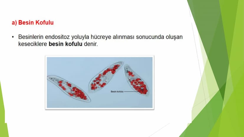 c. Sitoplazma
Sitoplazmanın %65-90'ı sudan oluşur. Hücrenin ihtiyacı
olan tüm organik ve inorganik bileşikler sitoplazma da
yer alır.
ZARSIZ