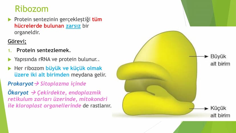 c. Sitoplazma
Sitoplazmanın %65-90'ı sudan oluşur. Hücrenin ihtiyacı
olan tüm organik ve inorganik bileşikler sitoplazma da
yer alır.
ZARSIZ
