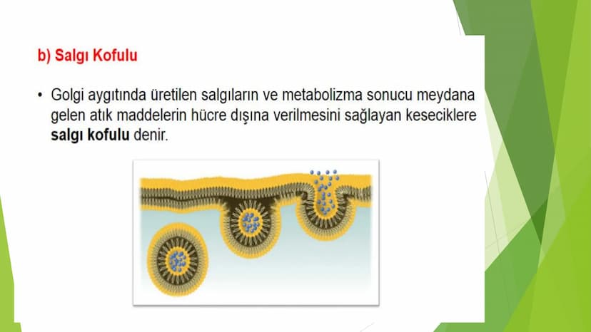 c. Sitoplazma
Sitoplazmanın %65-90'ı sudan oluşur. Hücrenin ihtiyacı
olan tüm organik ve inorganik bileşikler sitoplazma da
yer alır.
ZARSIZ